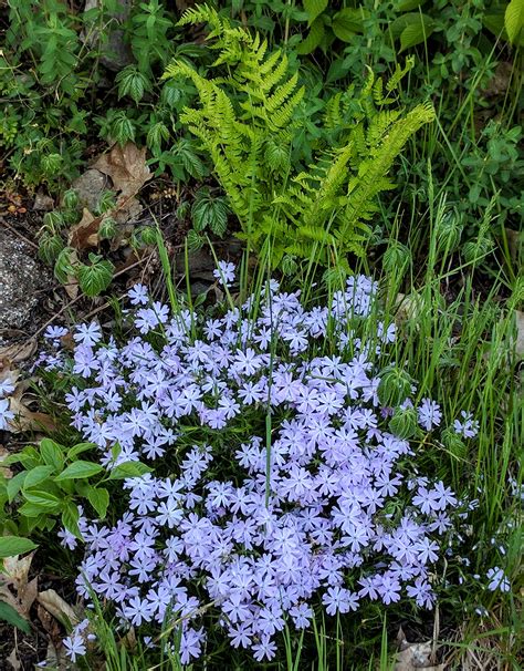See more ideas about first flowers of spring, outdoor gardens, garden inspiration. Spring flowers - Canada blog