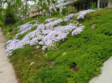 Slopes Are A Great Place To Trade Lawn For Low Care Groundcovers That