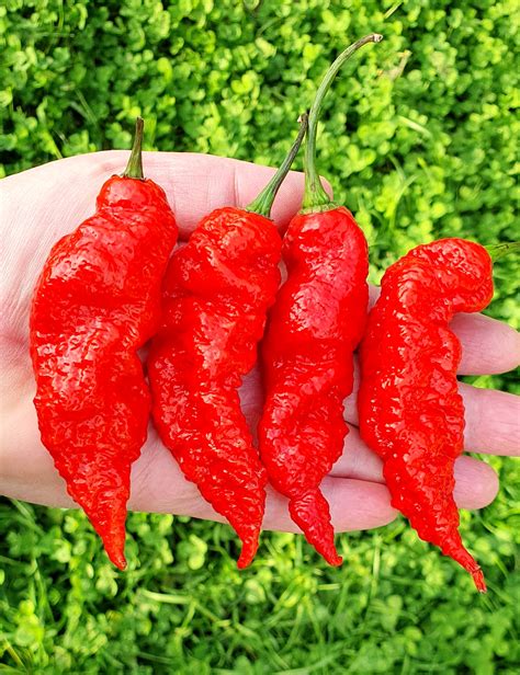 Hot Chilli Peppers Ghost Bhut Jolokia Red Hot Chili Pepper