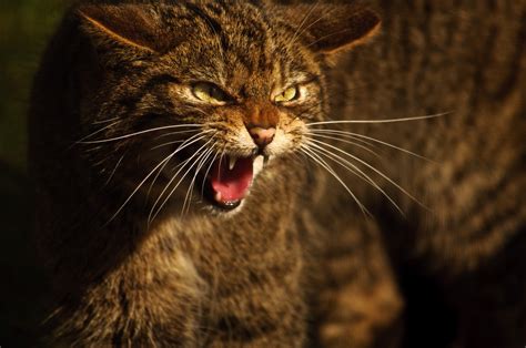 One Of Last Strongholds Of Scottish Wildcat Unearthed In Aberdeenshire