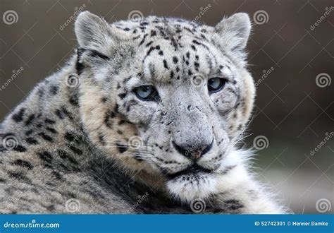 Close Up Of A Snow Leopard Stock Image Image Of Wild 52742301