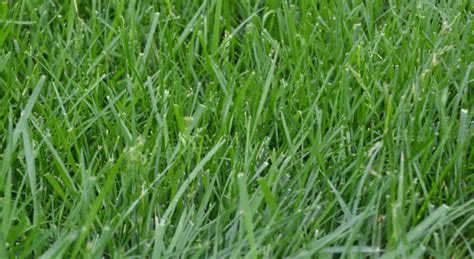 Tall Fescue Guide To Caring For And Growing Lolium Arundinaceum