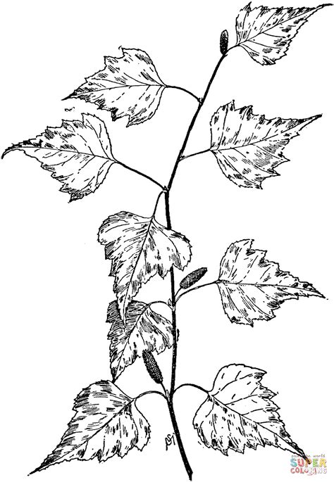 Birch Tree Branch Coloring Page Free Printable Coloring Pages