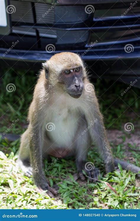 Monkey In Natural Habitat Stock Photo Image Of Mother 148027540