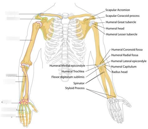 Anterior View Of Bones Of The Upper Limb Diagram Quizlet