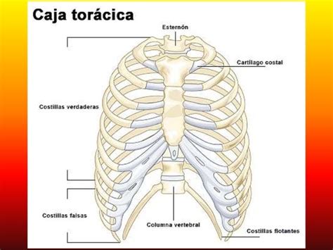 Los Huesos Del Tronco