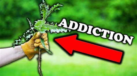 Root Cause Of Addiction Today Youtube