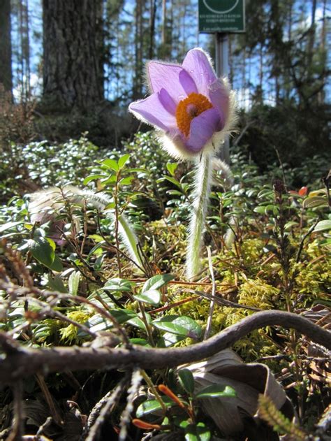 Eastern Pasqueflower Pulsatilla Patens And Spring Pasqueflower