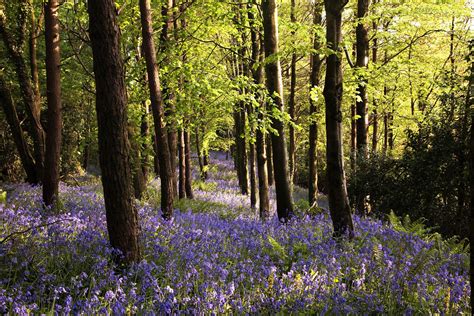 Bluebell Wood Hooke West Dorset I Grew Up Close To This Place And