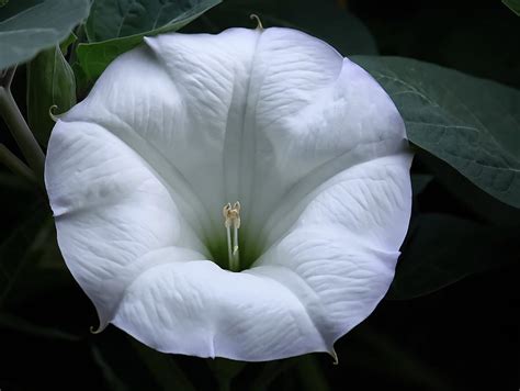 Moon Flower Photograph By Angie Vogel Fine Art America