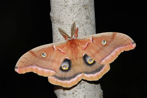 Isabella Conservation District Environmental Education