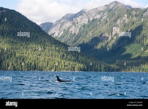 A Lone Resident Killer Whale Swims In The Distance In Whale Channel In