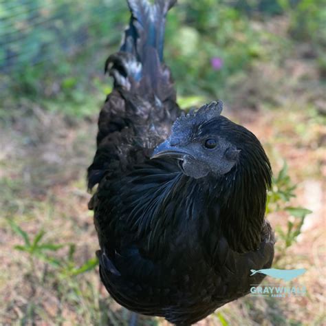 Ayam Cemani Hatching Eggs Graywhale Farms