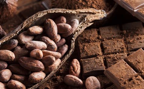 Chocolat Quest Ce Qui Fait Un Bon Cacao