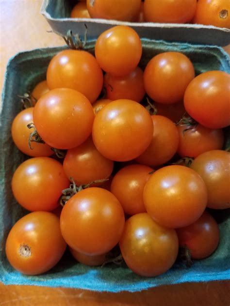 Sungold Tomatoes Fiddlehead Farm