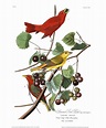 Summer Red Bird by John James Audubon | Obelisk Art History