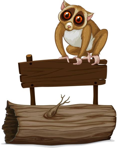 Best Slow Loris Illustrations Royalty Free Vector Graphics And Clip Art Istock