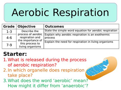 When beer is produced, it's alcohol fermentation. NEW AQA Trilogy GCSE (2016) Biology - Aerobic Respiration ...