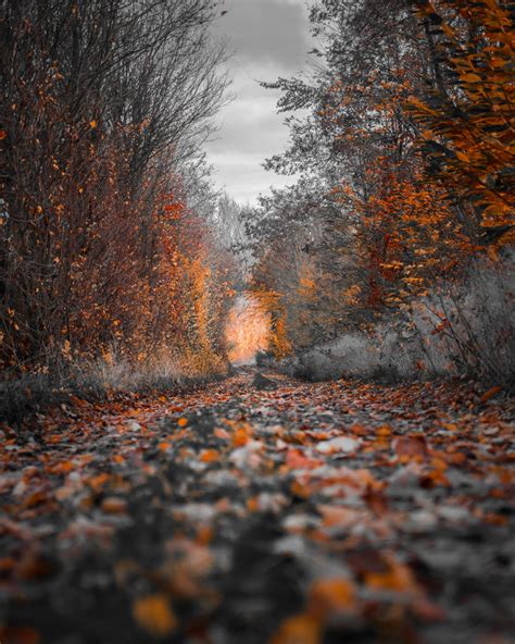 Download Autumn Path Landscapes Wallpaper