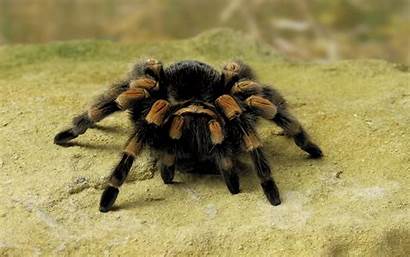 Spider Wallpapers Spiders Tarantula Background Animal Scary
