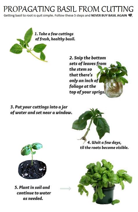 Easy Guide To Propagate Basil Tips And Techniques Planthd