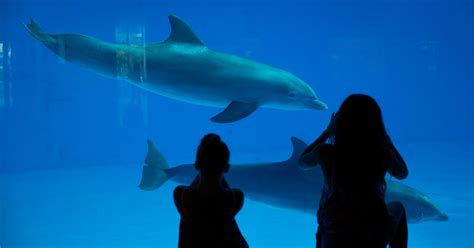 This Aquarium Is Moving All Its Dolphins To A Seaside Sanctuary Huffpost