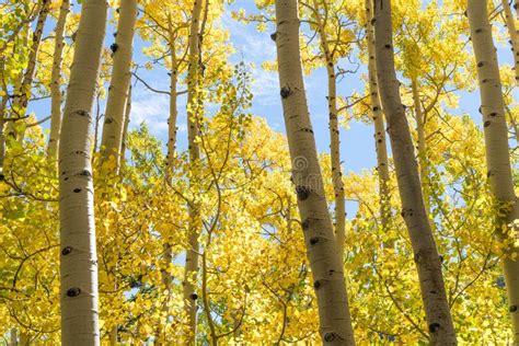 Aspen Trees In Fall Foliage Season Yellow Gold Leaves Autumn Tree