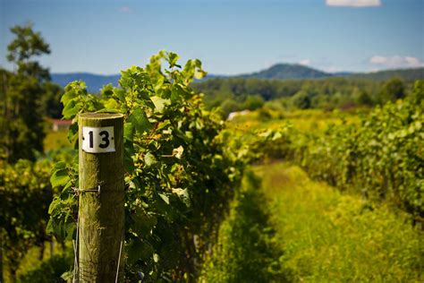 Vineyard Round Peak Vineyard In Mount Airy Nc In 2020 Vineyard