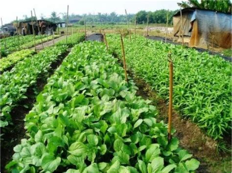 7 Top Types Of Vegetable Farming You Must Know Ideal Explorer