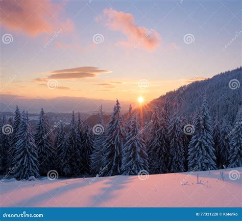 Winter Landscape With Sunset In The Fir Forest Stock Photo Image Of
