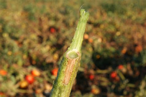 Field Scouting Guide Fusarium Wilt On Tomato Growing Produce
