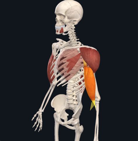 Bio 201 Shoulder Arm And Torso Muscles Flashcards Quizlet