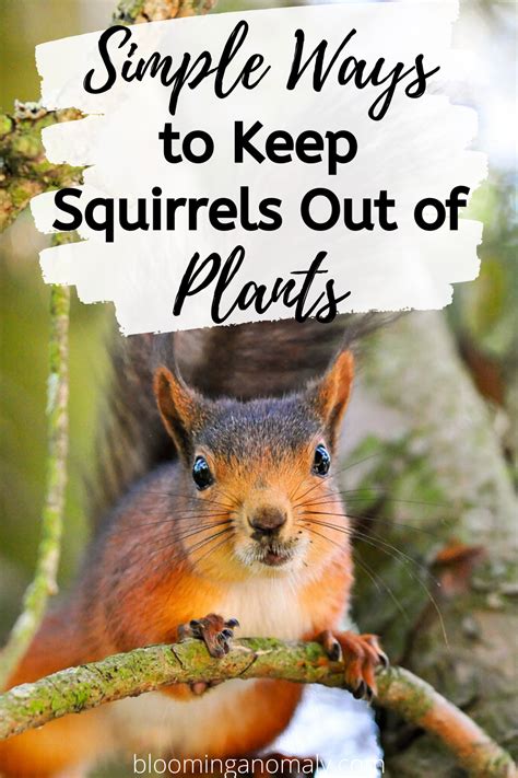 Squirrels love digging in flowerpots to bury their cache of food, such as nuts and acorns, to enjoy later in the winter. Simple Ways to Keep Squirrels Out of Plants in 2020 ...