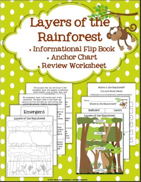 Rainforest Layer Worksheet