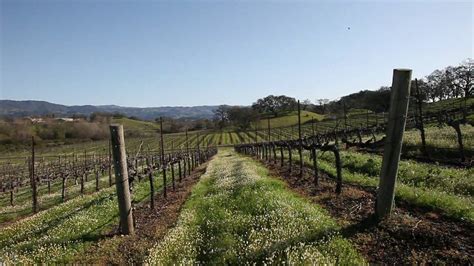 Ground Cover Crops In Spring Sustainable Vineyard Farming Practices