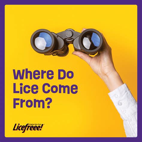 Where Do Lice Come From Licefreee