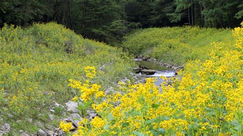 A Rocky River Runs Through A Valley Of Yellow Wild Flowers In The Appalachian Mountains During