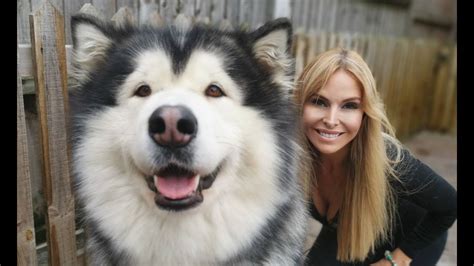 Alaskan Malamute Dog Breed History And Some Interesting Facts