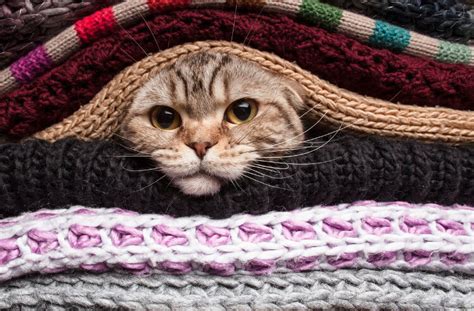 How To Keep Your Indoor Cat Warm During The Winter Catgazette