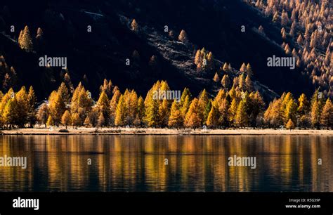 Yellow Larch Trees Line The Shores Of A Calm Mountain Lake With