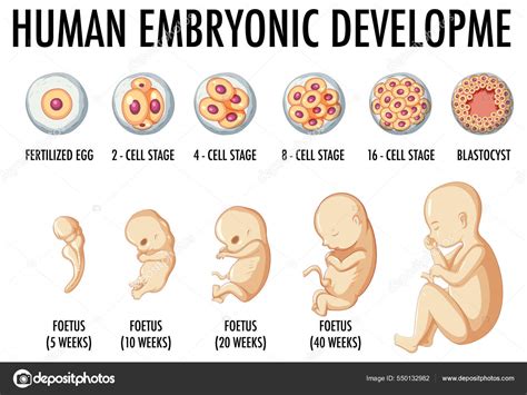 Desarrollo Embrionario Humano Ilustración Infográfica Humana Vector De