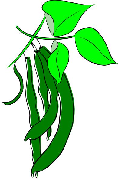 Bean Plant Clipart Free Download On Clipartmag