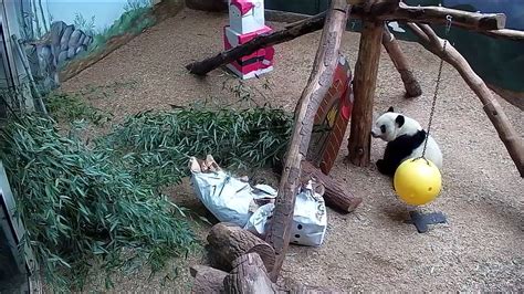Holidays At Zoo Atlanta Zoo Atlanta Panda Cam Flickr