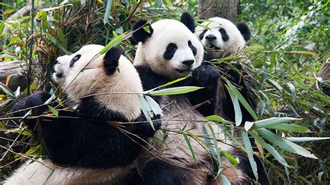 Panda To The Masses Exploring Chengdu And The Sichuan Province Of China Escapism