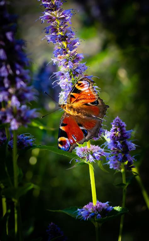 Butterfly Flowers Pollination Free Photo On Pixabay Pixabay