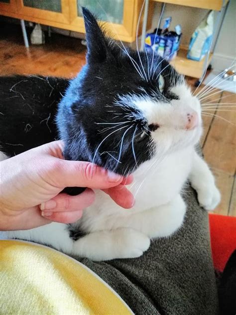 That cat fact alone is unique enough on its own. Cat Sitting Service Norwich - Maccy G Pets