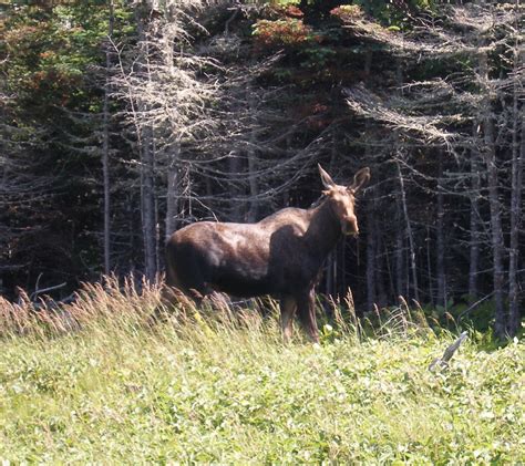 Moose Along The Road St Anthony Newfoundland Canada Newfoundland