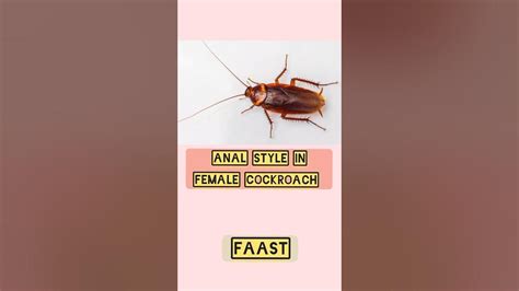 Anal Style In Female Cockroach Neet Shortsfeed Shortsvideo Biology Youtube