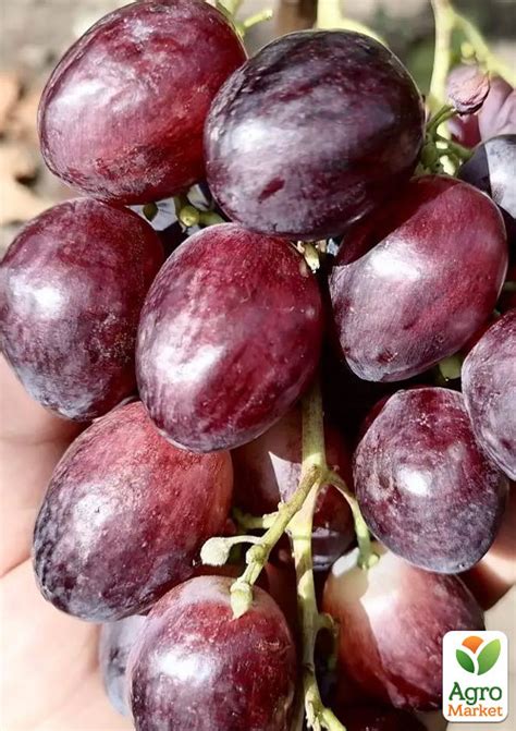 Виноград Велетень ранній крупний виноград з соковитою м ясистою