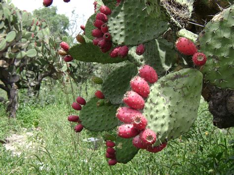 However, my friend pancho, the truck driver, eventually came along so i asked him how he'd eat it. File:Nopal con tunas.jpg - Wikimedia Commons